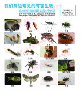 灭蟑螂公司