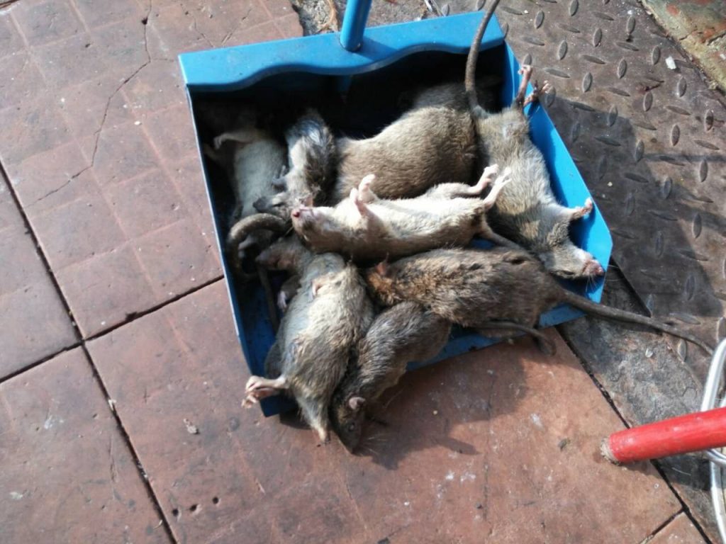 广西南宁一净虫控餐厅灭鼠，工厂灭鼠，超市灭鼠、学校灭鼠