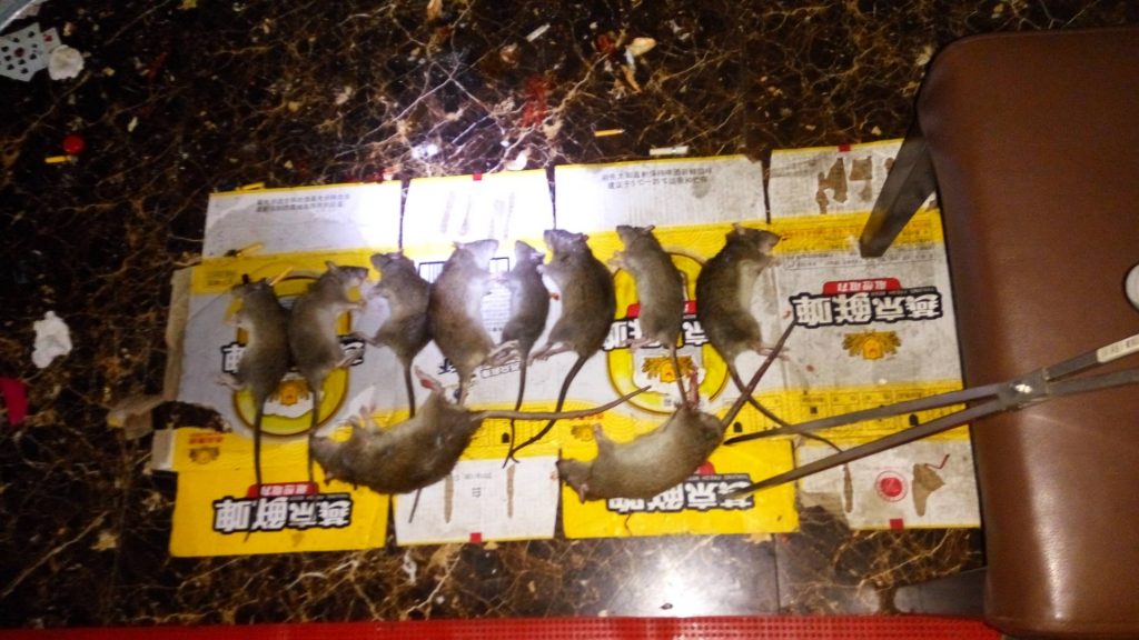 广西南宁一净虫控餐厅灭鼠，工厂灭鼠，超市灭鼠、学校灭鼠