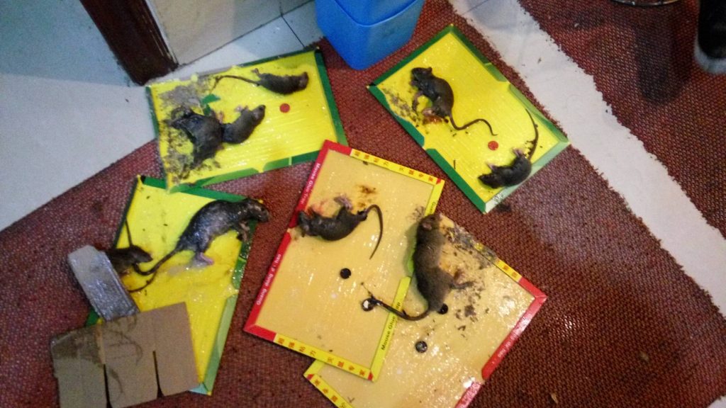 广西南宁一净虫控餐厅灭鼠，工厂灭鼠，超市灭鼠、学校灭鼠