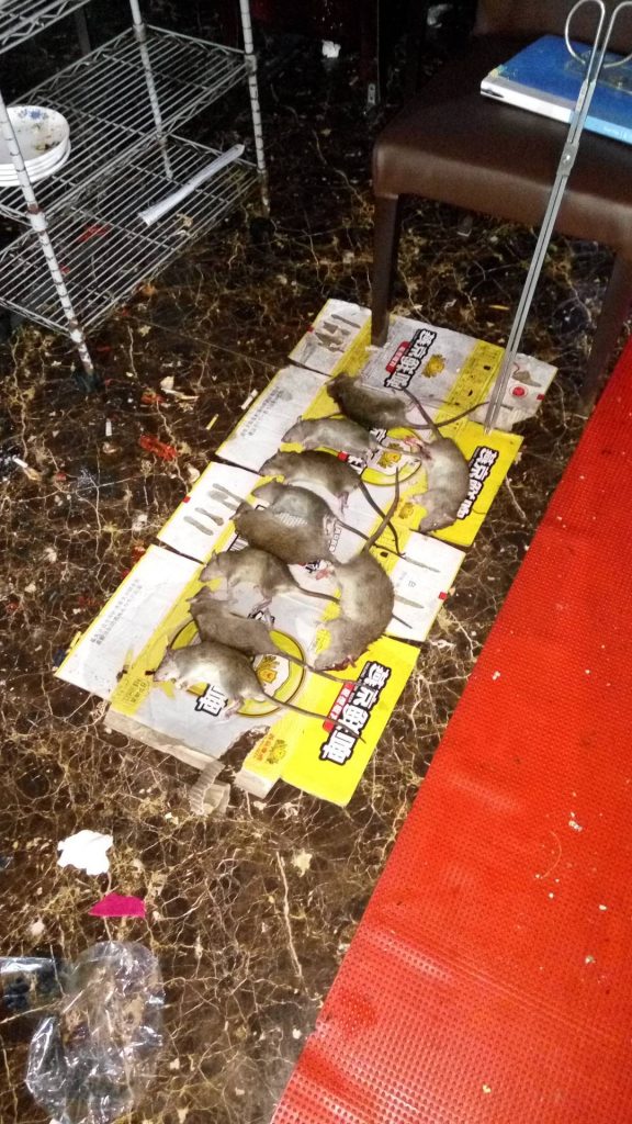 广西南宁一净虫控餐厅灭鼠，工厂灭鼠，超市灭鼠、学校灭鼠