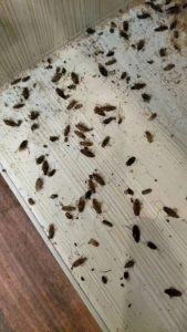 广西南宁一净灭蟑螂、灭蟑灭鼠、蟑螂预防