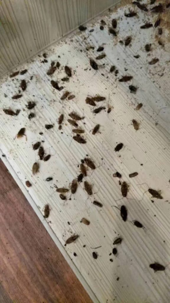 广西南宁一净虫控餐厅灭蟑螂、工厂灭鼠灭蟑螂，超市灭鼠灭蟑螂、学校灭鼠灭蟑螂